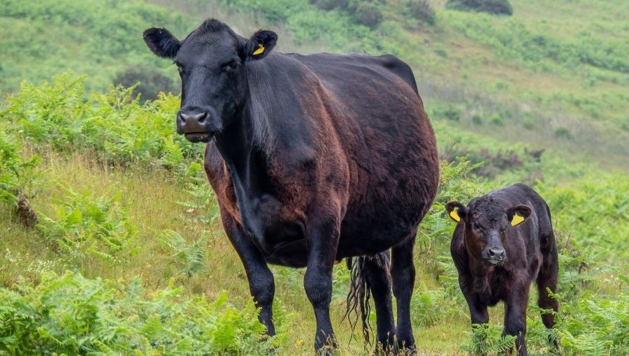 Farm-Wilder-Welsh-Black-Cattle