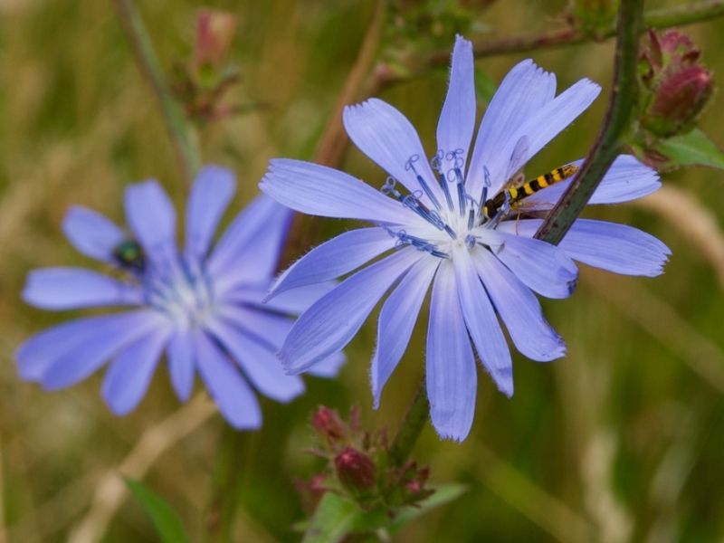 Chicory-Hoverfly-Farm-Wilder