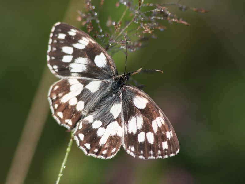 Marbled-White-Butterfly-Farm-Wilder