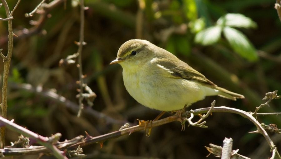 Willow-Warbler-Farm-Page