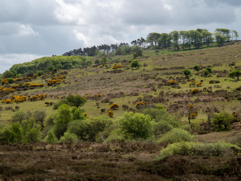 Moorland edge on Dartmoor - a brilliant habitat for wildlife