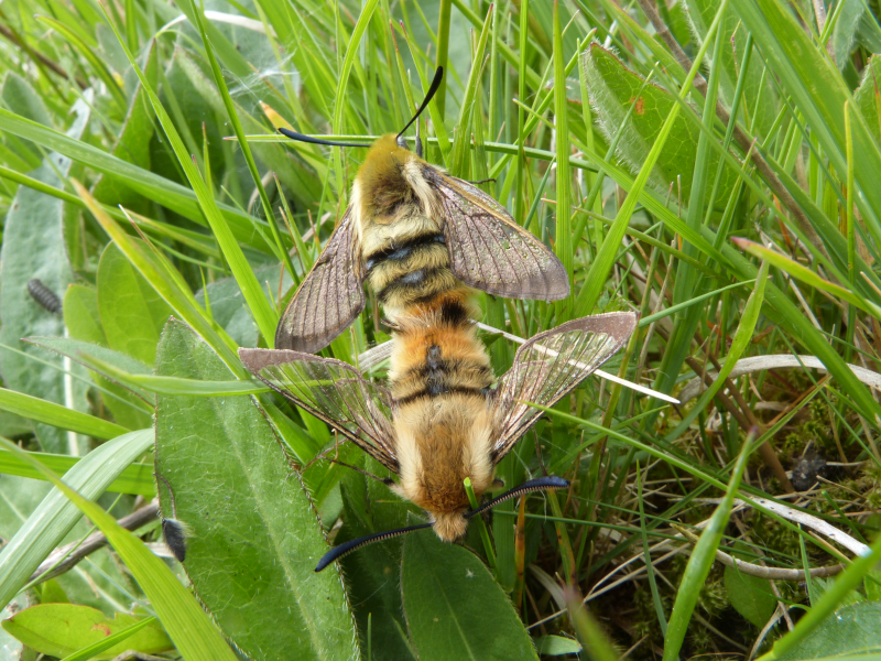 Two Narrow-Bordered Bee Hawk-Moths Mating