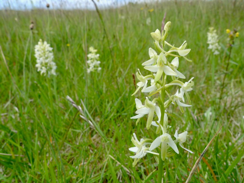Lesser Butterfly-Orchid