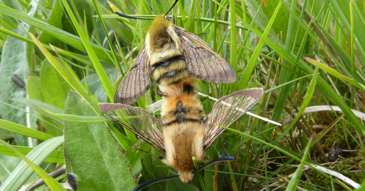 Bee Hawk-Moths - Farm Wilder