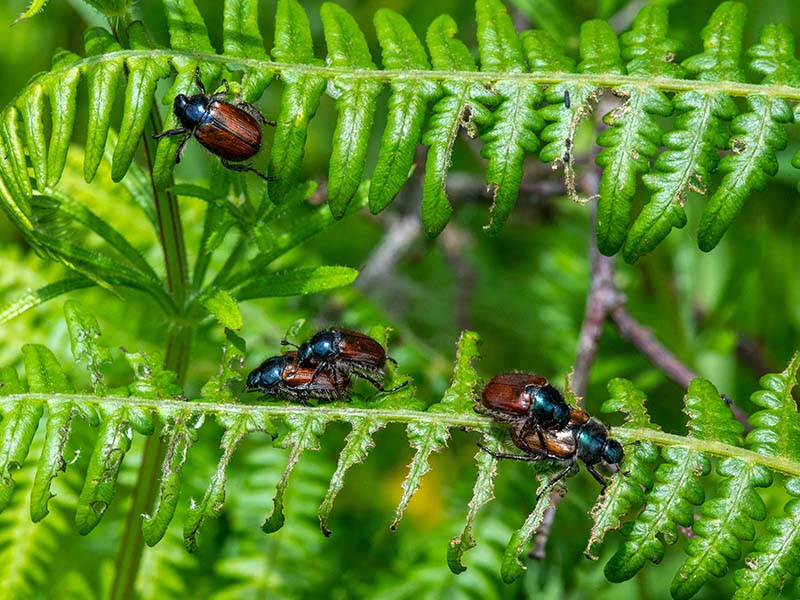 Farm-Wilder-Garden-chafer-beetles