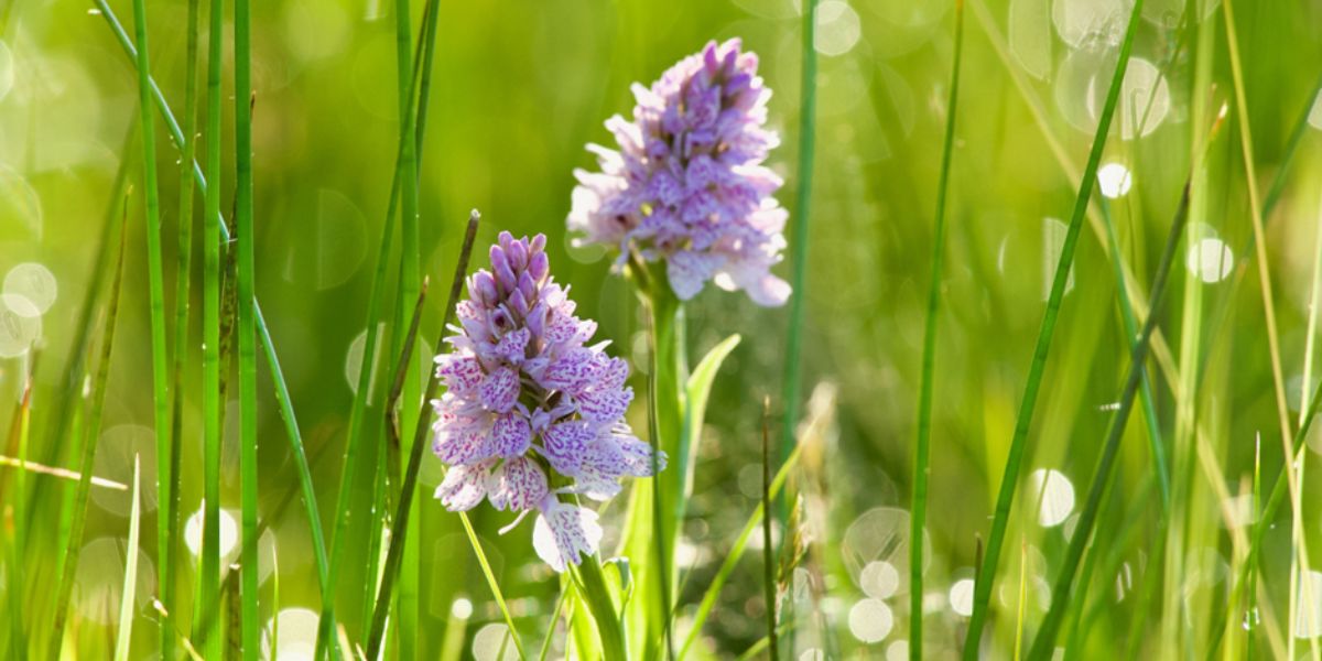 Heath spotted orchids - grazing is essential for their survival on Dartmoor