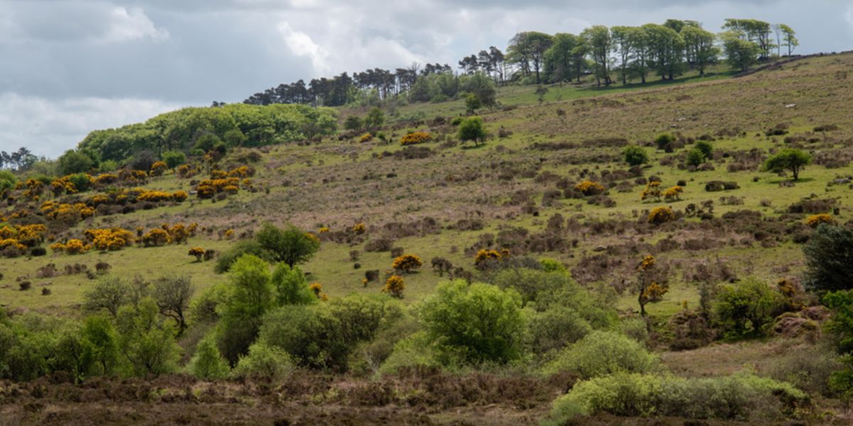 Is this rewilding? No, it’s wildlife friendly farming on Dartmoor.
