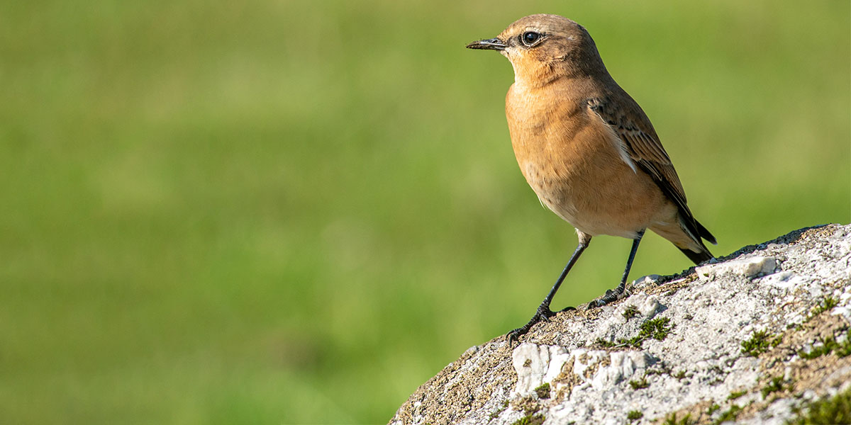 A Wheatear - a summer visitor that thrives in Dartmoor’s grazed upland meadows and heaths.