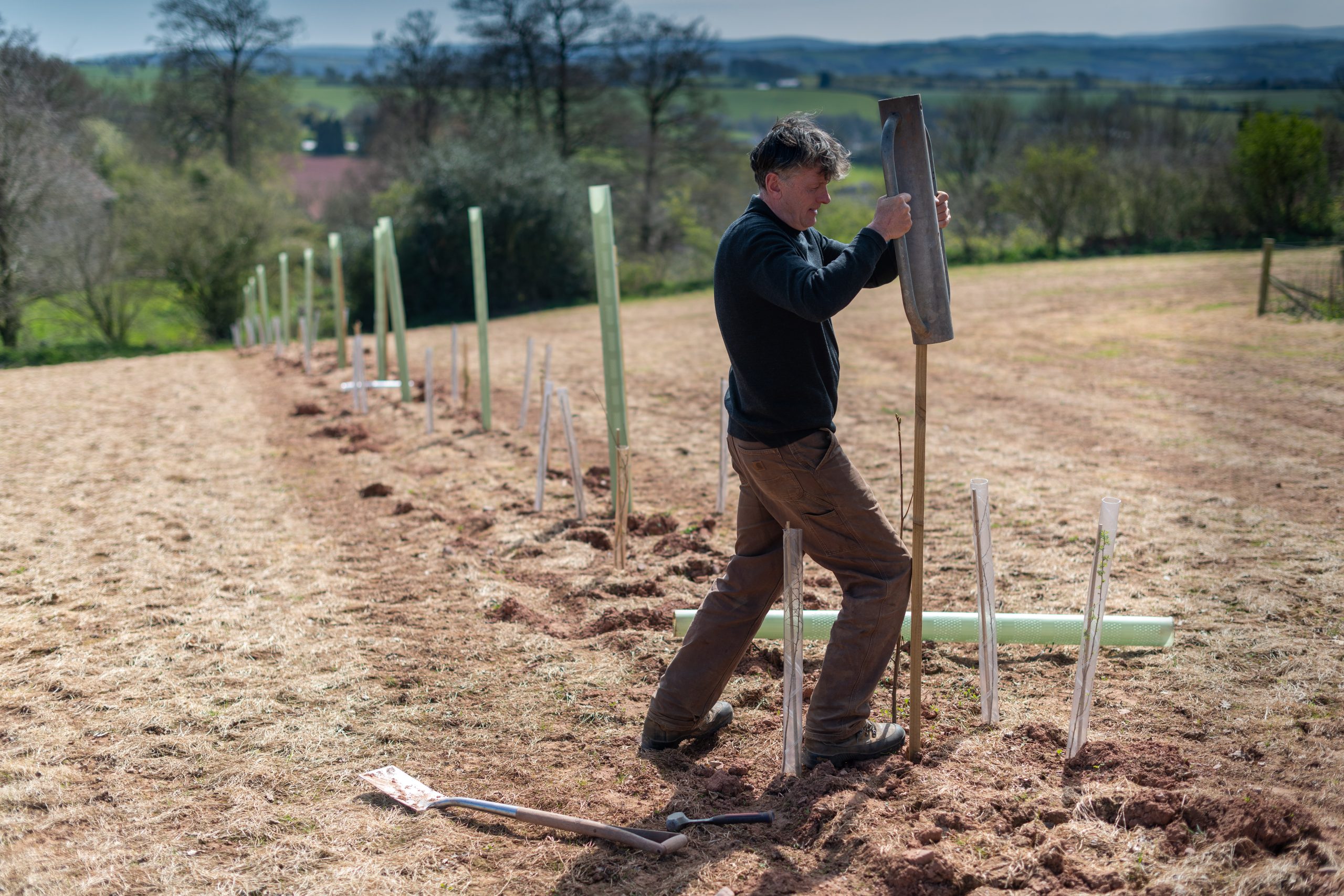 Picture by Jim Wileman - Agroforestry at Elston Farm, Copplestone, Devon with Andy Gray 